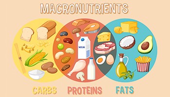 Weight Loss Diets